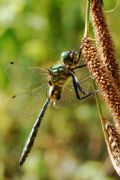 Somatochlora meridionalis